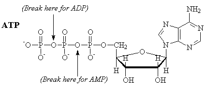 Chemical Structures of Biomolecules