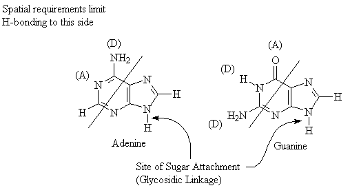 Adenine-Guanine Sites