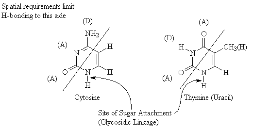 Cytosine-Thymine Sites