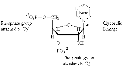 Nucleotide