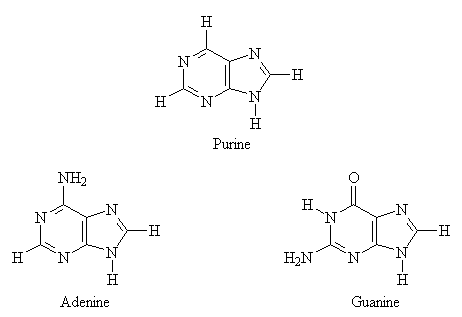 Purine Bases