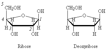 Ribose Sugars