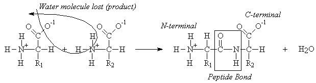 Formation of Dipeptide