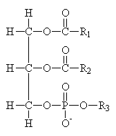 Phosphoacylglyceride